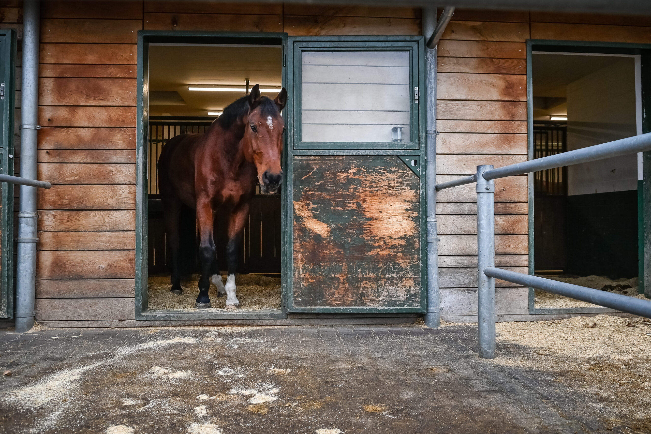 Auslaufbox Baholz Pferdesport AG