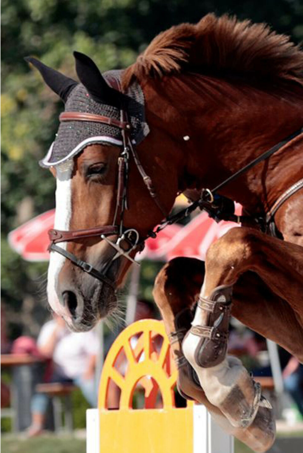 Cali des Bergeries Baholz Pferdesport AG